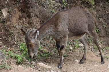 Bu büyüleyici fotoğraf, haşmetli dağlık arazide görkemli bir şekilde duran Nilgiri Tahr 'ı gösteriyor. Kalın, kahverengi paltosu ve kıvrımlı boynuzları yemyeşil arka plana güzelce vurgulanmış.
