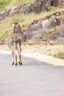 Bu büyüleyici fotoğraf, haşmetli dağlık arazide görkemli bir şekilde duran Nilgiri Tahr 'ı gösteriyor. Kalın, kahverengi paltosu ve kıvrımlı boynuzları yemyeşil arka plana güzelce vurgulanmış.,