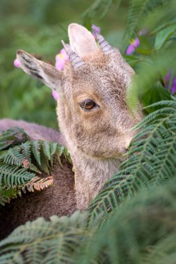 Bu büyüleyici fotoğraf, haşmetli dağlık arazide görkemli bir şekilde duran Nilgiri Tahr 'ı gösteriyor. Kalın, kahverengi paltosu ve kıvrımlı boynuzları yemyeşil arka plana güzelce vurgulanmış.,