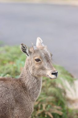 Bu büyüleyici fotoğraf, haşmetli dağlık arazide görkemli bir şekilde duran Nilgiri Tahr 'ı gösteriyor. Kalın, kahverengi paltosu ve kıvrımlı boynuzları yemyeşil arka plana güzelce vurgulanmış..