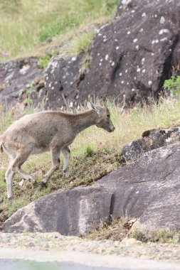 Bu büyüleyici fotoğraf, haşmetli dağlık arazide görkemli bir şekilde duran Nilgiri Tahr 'ı gösteriyor. Kalın, kahverengi paltosu ve kıvrımlı boynuzları yemyeşil arka plana güzelce vurgulanmış..