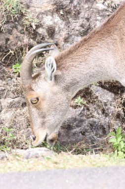 Bu büyüleyici fotoğraf, haşmetli dağlık arazide görkemli bir şekilde duran Nilgiri Tahr 'ı gösteriyor. Kalın, kahverengi paltosu ve kıvrımlı boynuzları yemyeşil arka plana güzelce vurgulanmış..