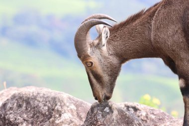 Bu büyüleyici fotoğraf, haşmetli dağlık arazide görkemli bir şekilde duran Nilgiri Tahr 'ı gösteriyor. Kalın, kahverengi paltosu ve kıvrımlı boynuzları yemyeşil arka plana güzelce vurgulanmış., 
