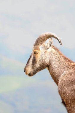 Bu büyüleyici fotoğraf, haşmetli dağlık arazide görkemli bir şekilde duran Nilgiri Tahr 'ı gösteriyor. Kalın, kahverengi paltosu ve kıvrımlı boynuzları yemyeşil arka plana güzelce vurgulanmış., 