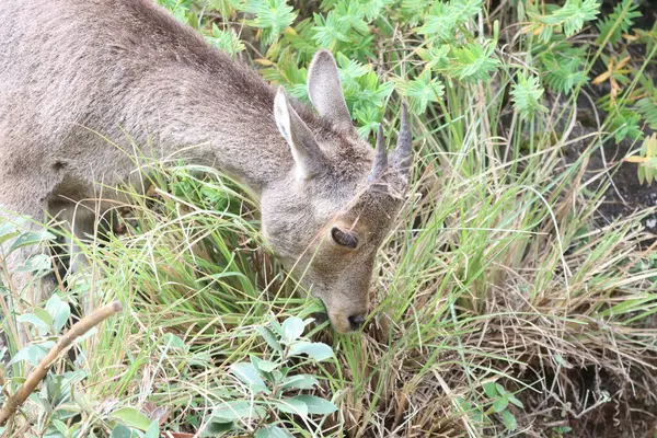 Bu büyüleyici fotoğraf, haşmetli dağlık arazide görkemli bir şekilde duran Nilgiri Tahr 'ı gösteriyor. Kalın, kahverengi paltosu ve kıvrımlı boynuzları yemyeşil arka plana güzelce vurgulanmış.