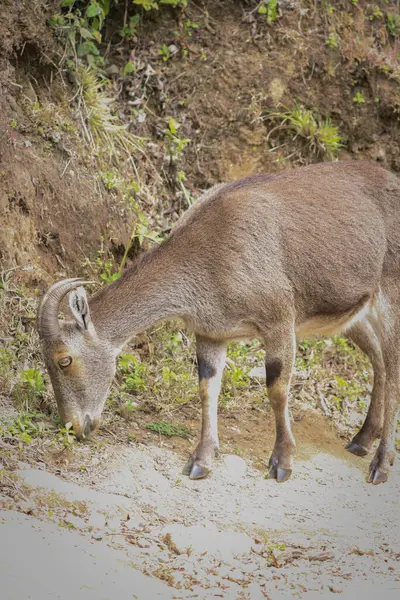 Bu büyüleyici fotoğraf, haşmetli dağlık arazide görkemli bir şekilde duran Nilgiri Tahr 'ı gösteriyor. Kalın, kahverengi paltosu ve kıvrımlı boynuzları yemyeşil arka plana güzelce vurgulanmış.