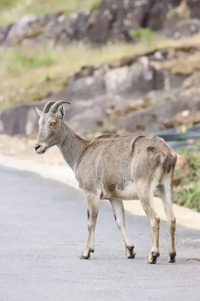 Stock image This captivating photograph features a Nilgiri Tahr standing majestically on rugged mountain terrain. Its thick, brown coat and curved horns are beautifully highlighted against the lush green backdrop,