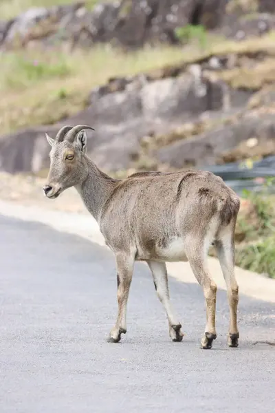 Bu büyüleyici fotoğraf, haşmetli dağlık arazide görkemli bir şekilde duran Nilgiri Tahr 'ı gösteriyor. Kalın, kahverengi paltosu ve kıvrımlı boynuzları yemyeşil arka plana güzelce vurgulanmış.,