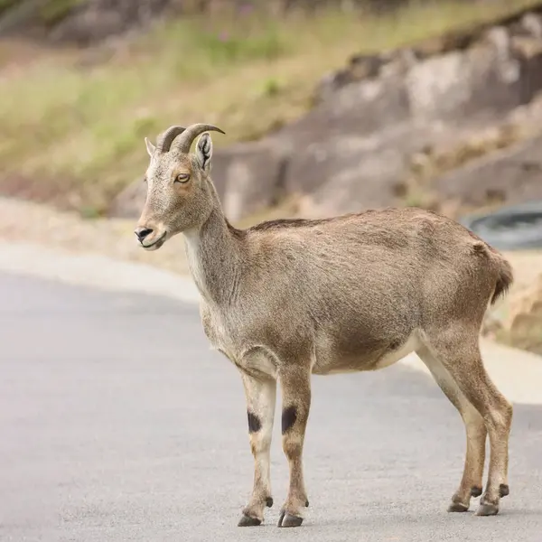 Bu büyüleyici fotoğraf, haşmetli dağlık arazide görkemli bir şekilde duran Nilgiri Tahr 'ı gösteriyor. Kalın, kahverengi paltosu ve kıvrımlı boynuzları yemyeşil arka plana güzelce vurgulanmış.,