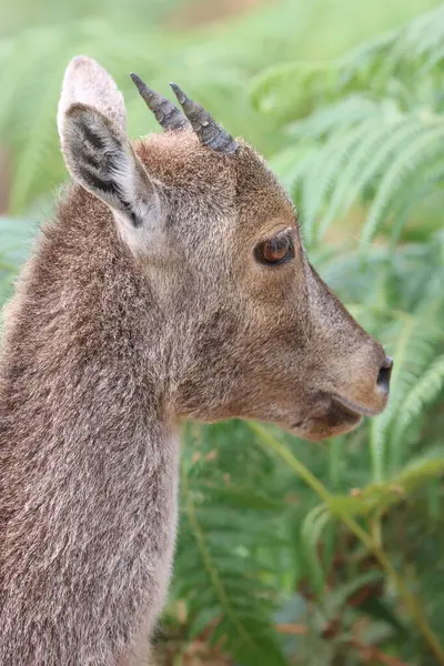 Bu büyüleyici fotoğraf, haşmetli dağlık arazide görkemli bir şekilde duran Nilgiri Tahr 'ı gösteriyor. Kalın, kahverengi paltosu ve kıvrımlı boynuzları yemyeşil arka plana güzelce vurgulanmış.,