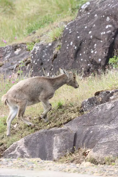 Bu büyüleyici fotoğraf, haşmetli dağlık arazide görkemli bir şekilde duran Nilgiri Tahr 'ı gösteriyor. Kalın, kahverengi paltosu ve kıvrımlı boynuzları yemyeşil arka plana güzelce vurgulanmış..