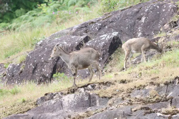 Bu büyüleyici fotoğraf, haşmetli dağlık arazide görkemli bir şekilde duran Nilgiri Tahr 'ı gösteriyor. Kalın, kahverengi paltosu ve kıvrımlı boynuzları yemyeşil arka plana güzelce vurgulanmış..