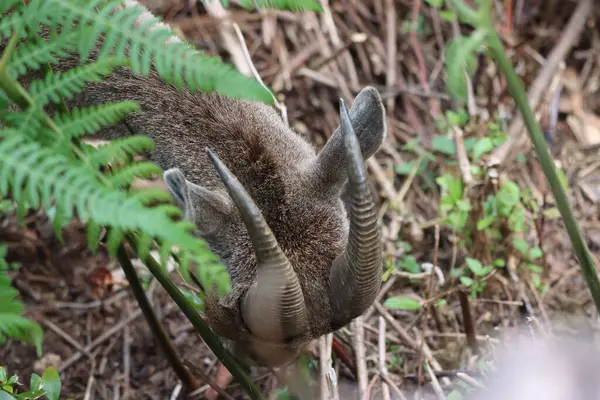 stock image This captivating photograph features a Nilgiri Tahr standing majestically on rugged mountain terrain. Its thick, brown coat and curved horns are beautifully highlighted against the lush green backdrop.