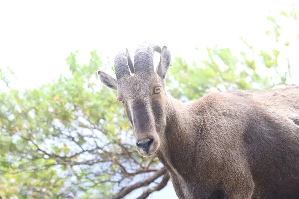 Bu büyüleyici fotoğraf, haşmetli dağlık arazide görkemli bir şekilde duran Nilgiri Tahr 'ı gösteriyor. Kalın, kahverengi paltosu ve kıvrımlı boynuzları yemyeşil arka plana güzelce vurgulanmış., 