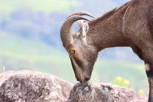 Bu büyüleyici fotoğraf, haşmetli dağlık arazide görkemli bir şekilde duran Nilgiri Tahr 'ı gösteriyor. Kalın, kahverengi paltosu ve kıvrımlı boynuzları yemyeşil arka plana güzelce vurgulanmış., 