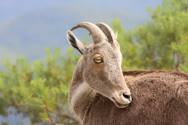 Bu büyüleyici fotoğraf, haşmetli dağlık arazide görkemli bir şekilde duran Nilgiri Tahr 'ı gösteriyor. Kalın, kahverengi paltosu ve kıvrımlı boynuzları yemyeşil arka plana güzelce vurgulanmış., 