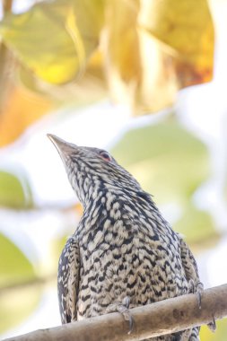 Büyüleyici fotoğrafında yemyeşil bir yeşilliğin ortasında tünemiş bir Hint Koel kuşu görülüyor. Kuşların parlak siyah tüyleri ve çarpıcı kırmızı gözleri, eşsiz ve zarif görünümünü vurgulayarak canlı yapraklara karşı güzel bir şekilde öne çıkar..