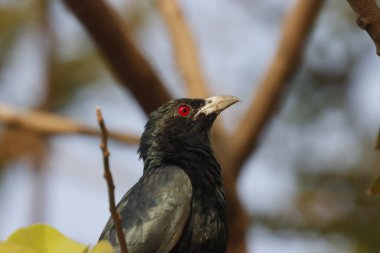 Büyüleyici fotoğrafında yemyeşil bir yeşilliğin ortasında tünemiş bir Hint Koel kuşu görülüyor. Kuşların parlak siyah tüyleri ve çarpıcı kırmızı gözleri, eşsiz ve zarif görünümünü vurgulayarak canlı yapraklara karşı güzel bir şekilde öne çıkar..