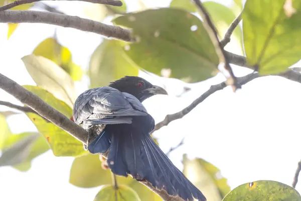 Büyüleyici fotoğrafında yemyeşil bir yeşilliğin ortasında tünemiş bir Hint Koel kuşu görülüyor. Kuşların parlak siyah tüyleri ve çarpıcı kırmızı gözleri, eşsiz ve zarif görünümünü vurgulayarak canlı yapraklara karşı güzel bir şekilde öne çıkar..