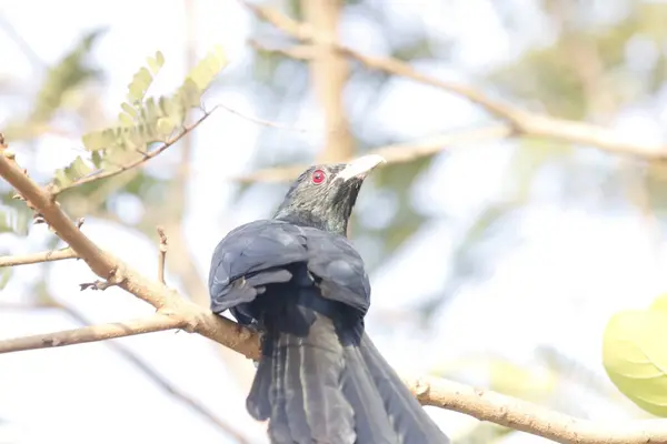 Büyüleyici fotoğrafında yemyeşil bir yeşilliğin ortasında tünemiş bir Hint Koel kuşu görülüyor. Kuşların parlak siyah tüyleri ve çarpıcı kırmızı gözleri, eşsiz ve zarif görünümünü vurgulayarak canlı yapraklara karşı güzel bir şekilde öne çıkar..