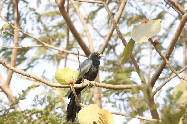 Büyüleyici fotoğrafında yemyeşil bir yeşilliğin ortasında tünemiş bir Hint Koel kuşu görülüyor. Kuşların parlak siyah tüyleri ve çarpıcı kırmızı gözleri, eşsiz ve zarif görünümünü vurgulayarak canlı yapraklara karşı güzel bir şekilde öne çıkar..
