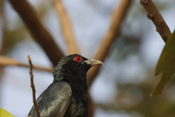 stock image his captivating photograph features an Indian Koel bird perched amid lush greenery. The birds glossy black plumage and striking red eyes stand out beautifully against the vibrant foliage, highlighting its unique and elegant appearance.