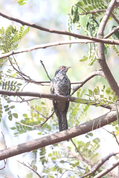 stock image This captivating photograph features an Indian Koel bird perched amid lush greenery. The birds glossy black plumage and striking red eyes stand out beautifully against the vibrant foliage, highlighting its unique and elegant appearance