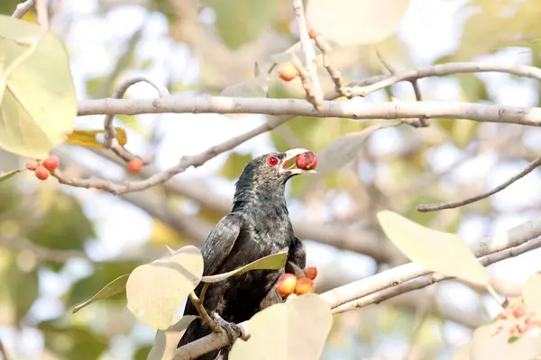 Bu büyüleyici fotoğraf, yemyeşil bir yeşilliğin ortasında tünemiş bir Hint Koel kuşunu gösteriyor. Kuşların parlak siyah tüyleri ve çarpıcı kırmızı gözleri, eşsiz ve zarif görünümünü vurgulayarak canlı yapraklara karşı güzel bir şekilde öne çıkar.