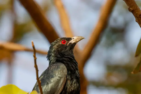 Bu büyüleyici fotoğraf, yemyeşil bir yeşilliğin ortasında tünemiş bir Hint Koel kuşunu gösteriyor. Kuşların parlak siyah tüyleri ve çarpıcı kırmızı gözleri, eşsiz ve zarif görünümünü vurgulayarak canlı yapraklara karşı güzel bir şekilde öne çıkar.