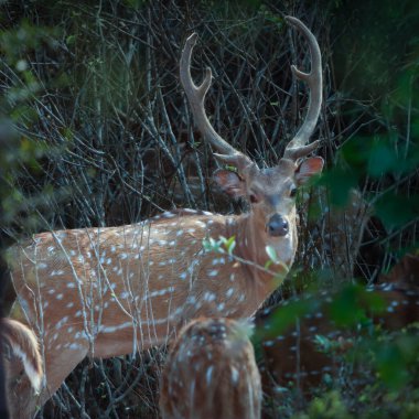 Bu sakin fotoğraf, sık bir ormanda toplanmış benekli geyik olarak da bilinen bir grup Chital geyiğini yakalar. Geyiğin kendine özgü benekli paltoları yemyeşil çevreyle çok güzel harmanlanır.,