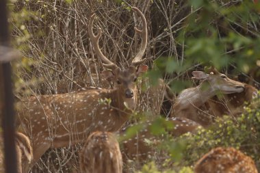 This serene photograph captures a group of Chital deer, also known as spotted deer, gathered in a dense forest. The deer's distinctive spotted coats blend beautifully with the lush green surroundings, clipart