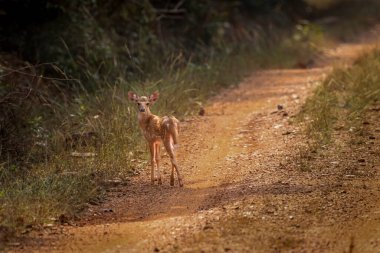 Bu sakin fotoğraf, sık bir ormanda toplanmış benekli geyik olarak da bilinen bir grup Chital geyiğini yakalar. Geyiğin kendine özgü benekli paltoları yemyeşil çevreyle çok güzel harmanlanır.,