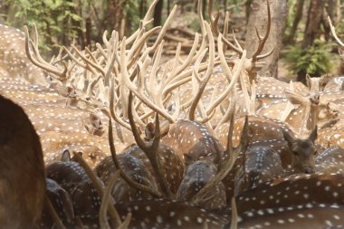 Bu sakin fotoğraf, sık bir ormanda toplanmış benekli geyik olarak da bilinen bir grup Chital geyiğini yakalar. Geyiğin kendine özgü benekli paltoları yemyeşil çevreyle çok güzel harmanlanır., 