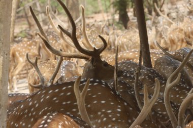 Bu sakin fotoğraf, sık bir ormanda toplanmış benekli geyik olarak da bilinen bir grup Chital geyiğini yakalar. Geyiğin kendine özgü benekli paltoları yemyeşil çevreyle çok güzel harmanlanır., 