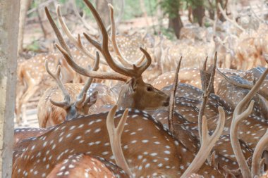 Bu sakin fotoğraf, sık bir ormanda toplanmış benekli geyik olarak da bilinen bir grup Chital geyiğini yakalar. Geyiğin kendine özgü benekli paltoları yemyeşil çevreyle çok güzel harmanlanır., 