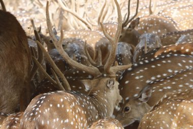 Bu sakin fotoğraf, sık bir ormanda toplanmış benekli geyik olarak da bilinen bir grup Chital geyiğini yakalar. Geyiğin kendine özgü benekli paltoları yemyeşil çevreyle çok güzel harmanlanır., 