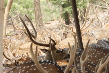 Bu sakin fotoğraf, sık bir ormanda toplanmış benekli geyik olarak da bilinen bir grup Chital geyiğini yakalar. Geyiğin kendine özgü benekli paltoları yemyeşil çevreyle çok güzel harmanlanır., 