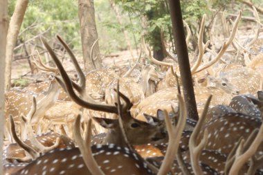 Bu sakin fotoğraf, sık bir ormanda toplanmış benekli geyik olarak da bilinen bir grup Chital geyiğini yakalar. Geyiğin kendine özgü benekli paltoları yemyeşil çevreyle çok güzel harmanlanır., 
