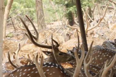Bu sakin fotoğraf, sık bir ormanda toplanmış benekli geyik olarak da bilinen bir grup Chital geyiğini yakalar. Geyiğin kendine özgü benekli paltoları yemyeşil çevreyle çok güzel harmanlanır., 