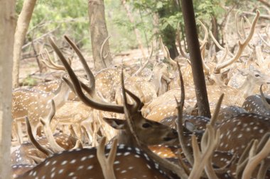 Bu sakin fotoğraf, sık bir ormanda toplanmış benekli geyik olarak da bilinen bir grup Chital geyiğini yakalar. Geyiğin kendine özgü benekli paltoları yemyeşil çevreyle çok güzel harmanlanır., 