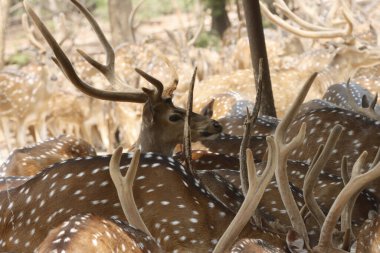 Bu sakin fotoğraf, sık bir ormanda toplanmış benekli geyik olarak da bilinen bir grup Chital geyiğini yakalar. Geyiğin kendine özgü benekli paltoları yemyeşil çevreyle çok güzel harmanlanır., 