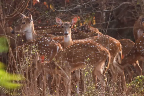 Bu sakin fotoğraf, sık bir ormanda toplanmış benekli geyik olarak da bilinen bir grup Chital geyiğini yakalar. Geyiğin kendine özgü benekli paltoları yemyeşil çevreyle çok güzel harmanlanır.,