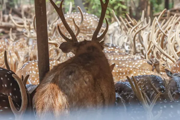 Stock image This serene photograph captures a group of Chital deer, also known as spotted deer, gathered in a dense forest. The deer's distinctive spotted coats blend beautifully with the lush green surroundings,