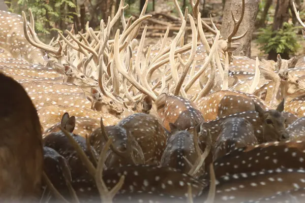 Bu sakin fotoğraf, sık bir ormanda toplanmış benekli geyik olarak da bilinen bir grup Chital geyiğini yakalar. Geyiğin kendine özgü benekli paltoları yemyeşil çevreyle çok güzel harmanlanır.,
