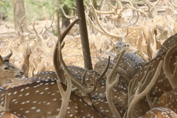 Bu sakin fotoğraf, sık bir ormanda toplanmış benekli geyik olarak da bilinen bir grup Chital geyiğini yakalar. Geyiğin kendine özgü benekli paltoları yemyeşil çevreyle çok güzel harmanlanır., 