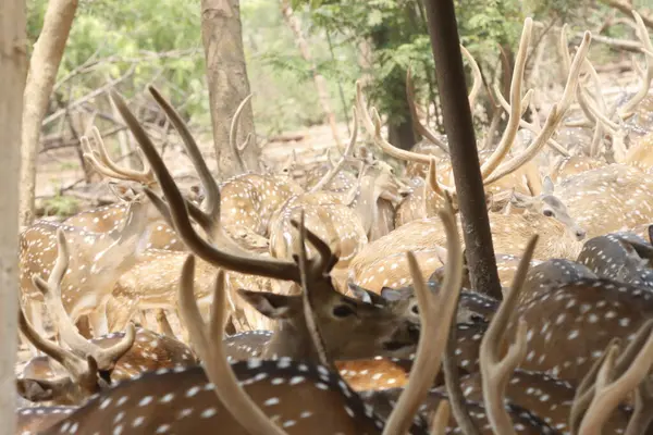 Bu sakin fotoğraf, sık bir ormanda toplanmış benekli geyik olarak da bilinen bir grup Chital geyiğini yakalar. Geyiğin kendine özgü benekli paltoları yemyeşil çevreyle çok güzel harmanlanır., 