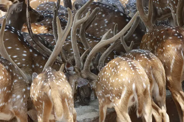 stock image This serene photograph captures a group of Chital deer, also known as spotted deer, gathered in a dense forest. The deer's distinctive spotted coats blend beautifully with the lush green surroundings, 