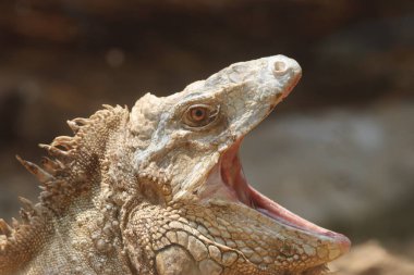 Bu çarpıcı fotoğraf, tropikal ortamında güneşlenen bir iguana kertenkelesini yakalar. Kertenkelenin dokulu pulları, canlı yeşil rengi ve sakin duruşu, bereketli ve doğal çevreye karşı güzelce vurgulanmıştır..