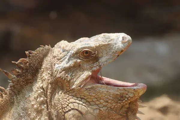 stock image This striking photograph captures an Iguana lizard basking in its tropical environment. The lizard's textured scales, vibrant green color, and calm posture are beautifully highlighted against the lush, natural surroundings.