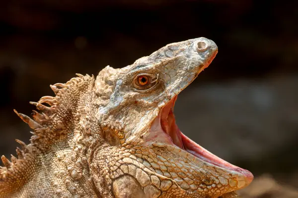 stock image This striking photograph captures an Iguana lizard basking in its tropical environment. The lizard's textured scales, vibrant green color, and calm posture are beautifully highlighted against the lush, natural surroundings.